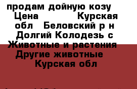 продам дойную козу   › Цена ­ 4 000 - Курская обл., Беловский р-н, Долгий Колодезь с. Животные и растения » Другие животные   . Курская обл.